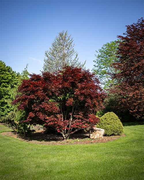 Japanese maple planted in yard