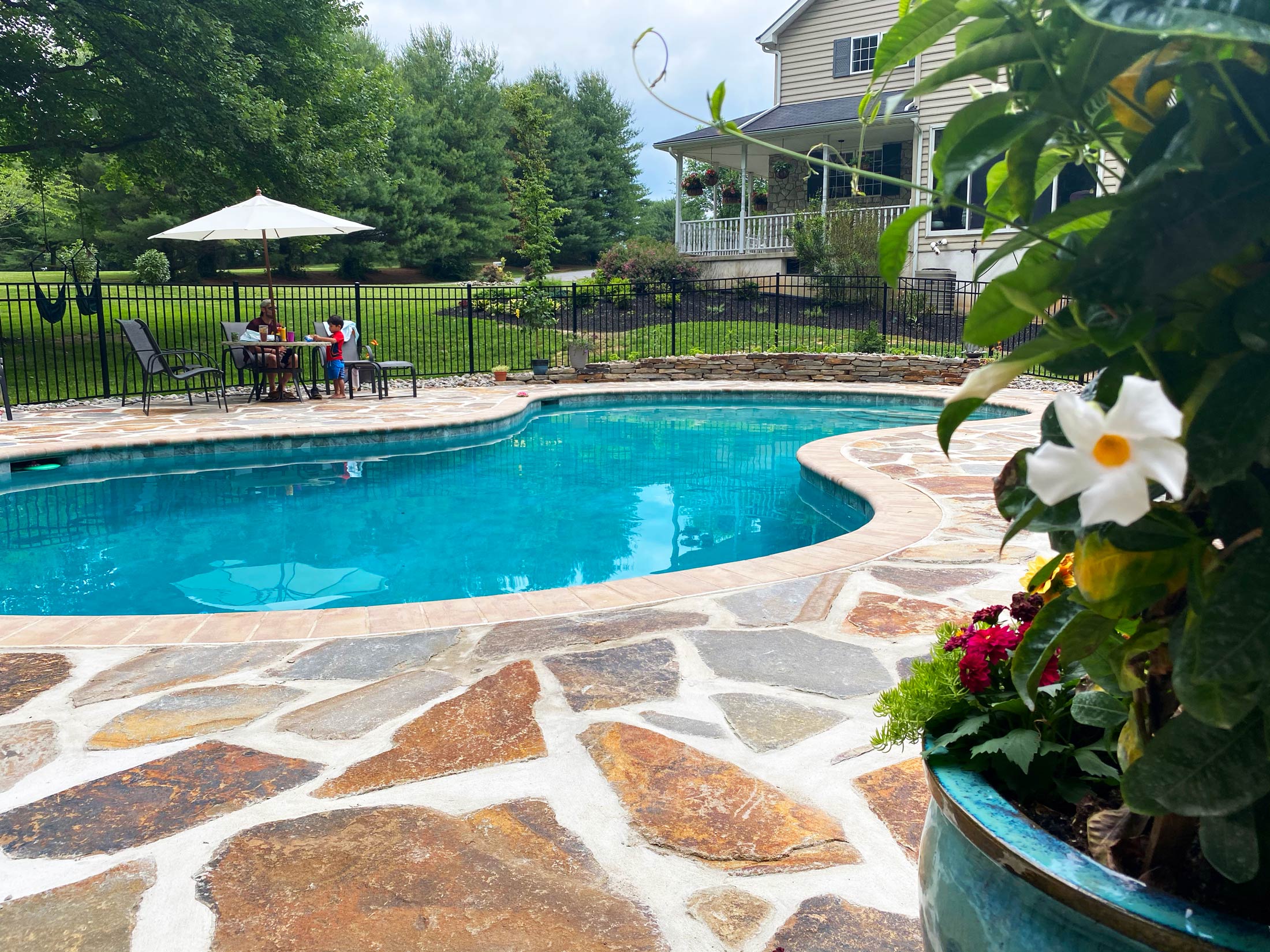Japanese maple tree in nursery