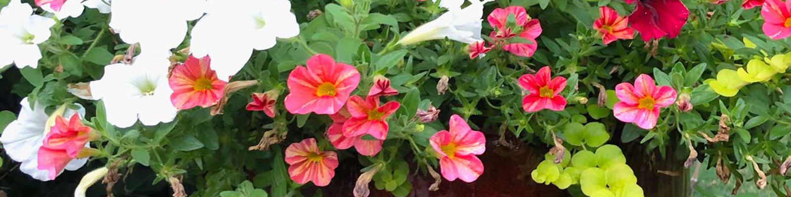 Stone pathway through landscaped yard