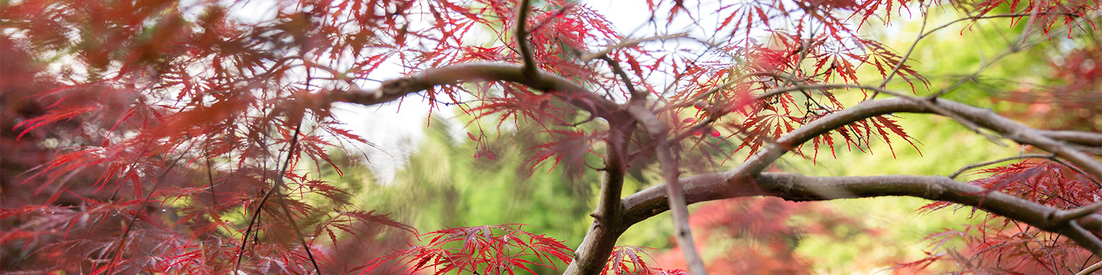 Japanese maple tree in nursery