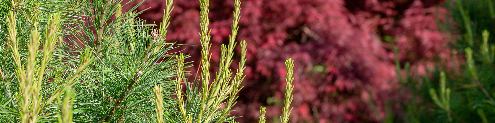 Pine tree with red maple in the background