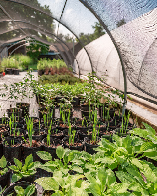 Plants growing in Bellafiore nursery