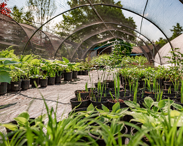 Plants growing in Bellafiore nursery