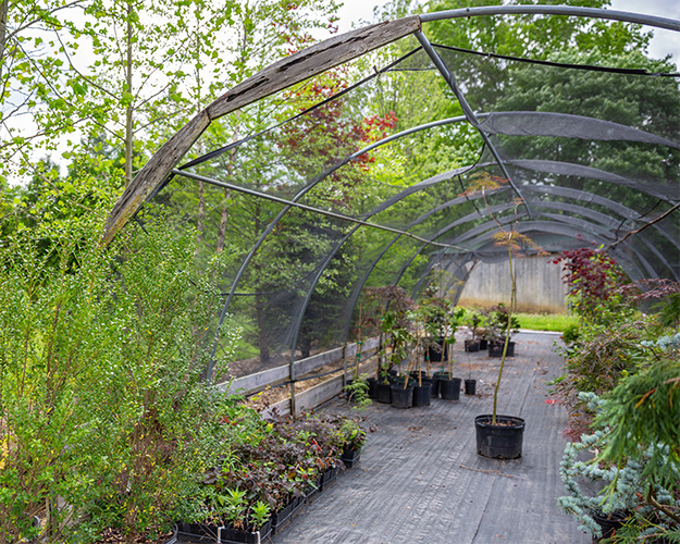 Plants in Bellafiore nursery