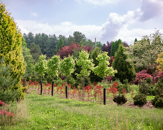 Row of trees in the Bellafiore nursery