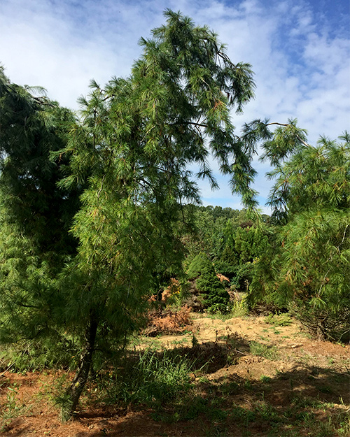 Trees in Bellafiore nursery