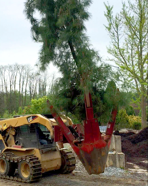 Tree spade truck moving tree