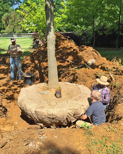 Landscapers planting tree in yard