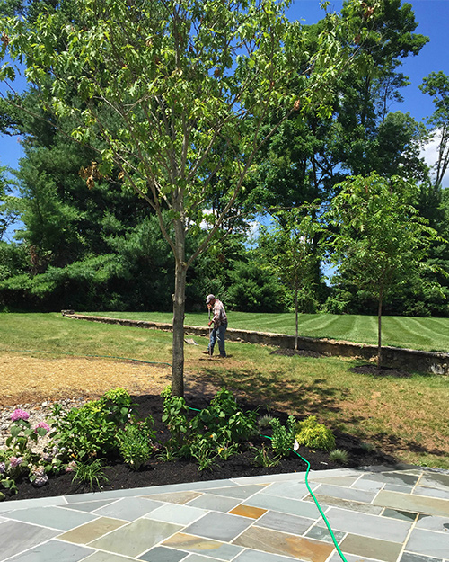 Tree in landscaped yard